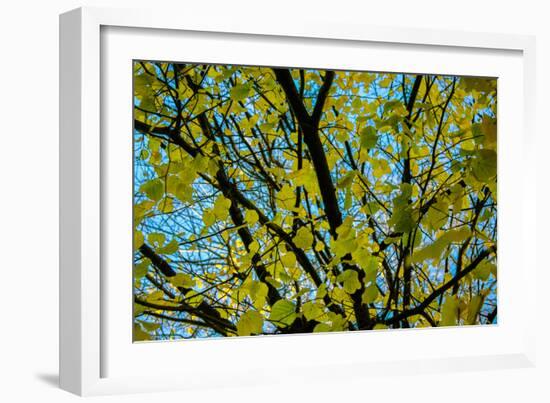 Green Leaves on Blue Sky B/W-null-Framed Photo