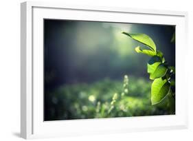 Green Leaves with Sun-Ruslan Ivantsov-Framed Photographic Print