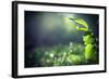 Green Leaves with Sun-Ruslan Ivantsov-Framed Photographic Print