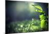 Green Leaves with Sun-Ruslan Ivantsov-Mounted Photographic Print