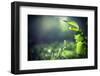 Green Leaves with Sun-Ruslan Ivantsov-Framed Photographic Print