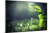 Green Leaves with Sun-Ruslan Ivantsov-Mounted Photographic Print