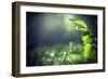 Green Leaves with Sun-Ruslan Ivantsov-Framed Photographic Print