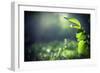 Green Leaves with Sun-Ruslan Ivantsov-Framed Photographic Print