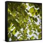 Green Leaves-Richard T. Nowitz-Framed Stretched Canvas