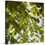 Green Leaves-Richard T. Nowitz-Stretched Canvas