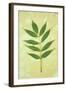 Green Leaves-Den Reader-Framed Photographic Print