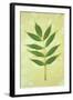 Green Leaves-Den Reader-Framed Photographic Print