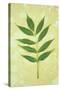 Green Leaves-Den Reader-Stretched Canvas