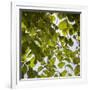 Green Leaves-Richard T. Nowitz-Framed Photographic Print