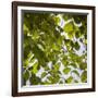 Green Leaves-Richard T. Nowitz-Framed Photographic Print