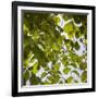 Green Leaves-Richard T. Nowitz-Framed Photographic Print
