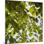 Green Leaves-Richard T. Nowitz-Mounted Photographic Print