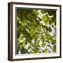 Green Leaves-Richard T. Nowitz-Framed Photographic Print