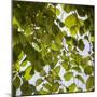 Green Leaves-Richard T. Nowitz-Mounted Photographic Print