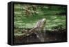 Green Leguan-Reinhard Dirscherl-Framed Stretched Canvas