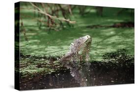 Green Leguan-Reinhard Dirscherl-Stretched Canvas