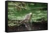 Green Leguan-Reinhard Dirscherl-Framed Stretched Canvas
