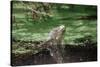 Green Leguan-Reinhard Dirscherl-Stretched Canvas