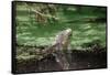 Green Leguan-Reinhard Dirscherl-Framed Stretched Canvas