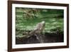 Green Leguan-Reinhard Dirscherl-Framed Photographic Print