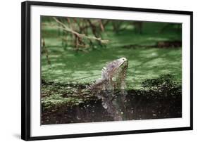 Green Leguan-Reinhard Dirscherl-Framed Photographic Print