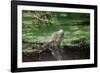 Green Leguan-Reinhard Dirscherl-Framed Photographic Print