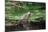 Green Leguan-Reinhard Dirscherl-Mounted Photographic Print