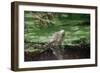 Green Leguan-Reinhard Dirscherl-Framed Photographic Print