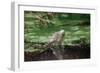 Green Leguan-Reinhard Dirscherl-Framed Photographic Print