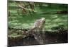 Green Leguan-Reinhard Dirscherl-Mounted Photographic Print