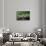 Green Leguan-Reinhard Dirscherl-Photographic Print displayed on a wall