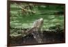 Green Leguan-Reinhard Dirscherl-Framed Photographic Print