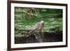 Green Leguan-Reinhard Dirscherl-Framed Photographic Print