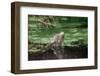 Green Leguan-Reinhard Dirscherl-Framed Photographic Print