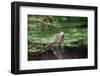 Green Leguan-Reinhard Dirscherl-Framed Photographic Print