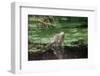 Green Leguan-Reinhard Dirscherl-Framed Photographic Print