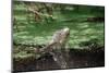 Green Leguan-Reinhard Dirscherl-Mounted Photographic Print