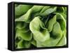 Green Lettuce-Clara Gonzalez-Framed Stretched Canvas