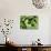 Green Lettuce-Clara Gonzalez-Photographic Print displayed on a wall