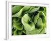 Green Lettuce-Clara Gonzalez-Framed Photographic Print