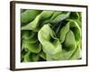 Green Lettuce-Clara Gonzalez-Framed Photographic Print