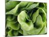 Green Lettuce-Clara Gonzalez-Mounted Photographic Print