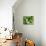 Green Lettuce-Clara Gonzalez-Photographic Print displayed on a wall