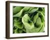 Green Lettuce-Clara Gonzalez-Framed Photographic Print