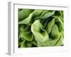 Green Lettuce-Clara Gonzalez-Framed Photographic Print