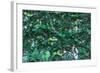 Green Liana-prajit48-Framed Photographic Print