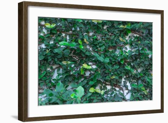 Green Liana-prajit48-Framed Photographic Print