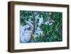 Green Liana-prajit48-Framed Photographic Print