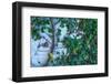 Green Liana-prajit48-Framed Photographic Print